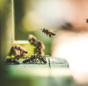 Honey Bee Genetics - I Will Not "Bee" Queen
